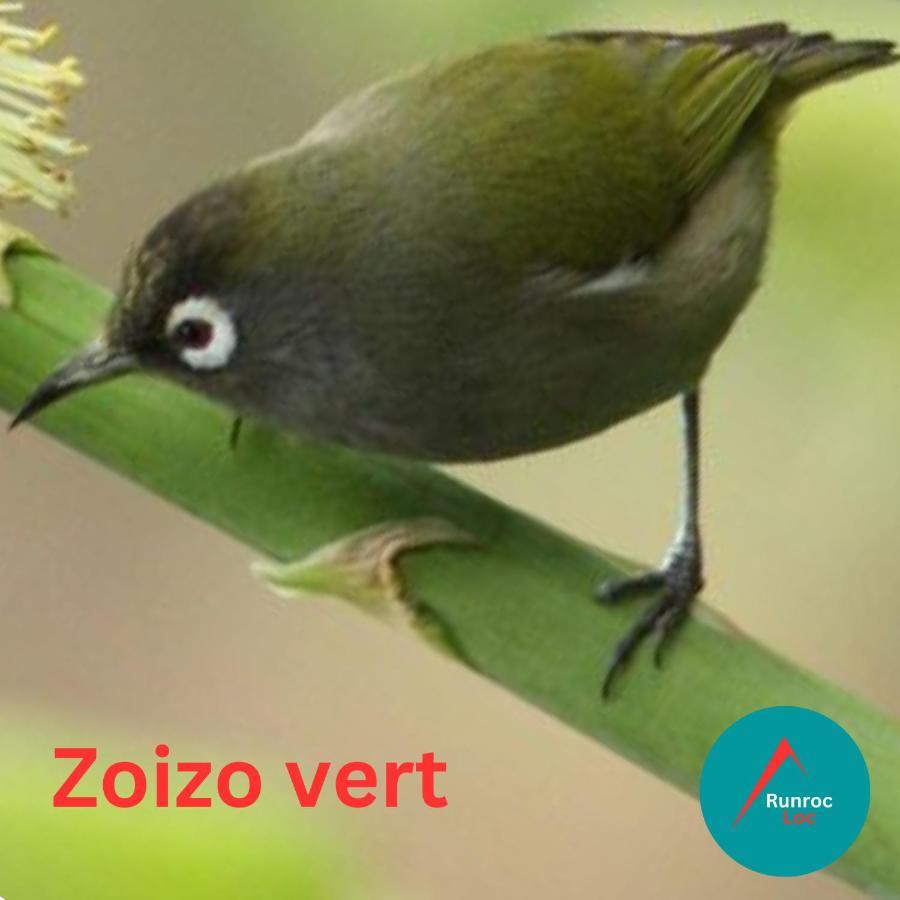 Zoizo Vert - Studio Au Calme Avec Jardin - St Leu แซ็งต์-เลอ ภายนอก รูปภาพ